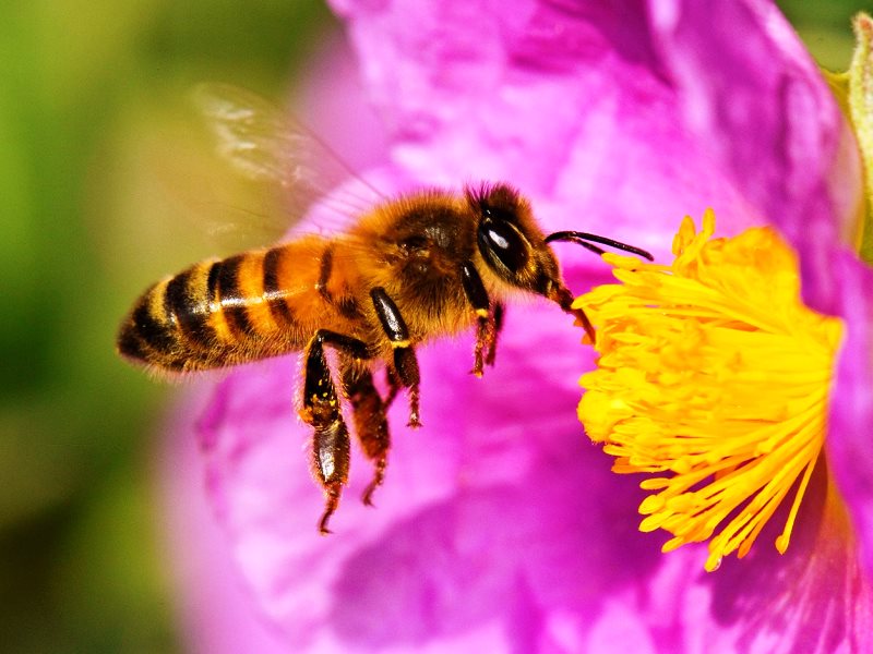 Abejas
