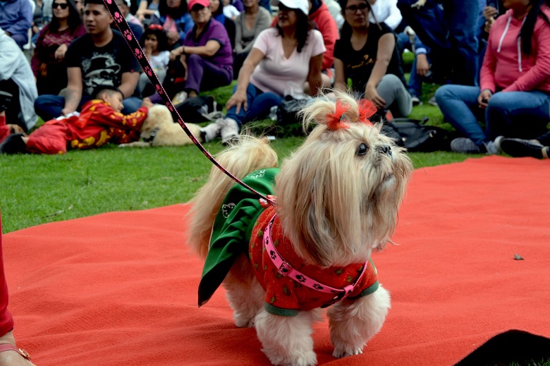 Navidad Perruna