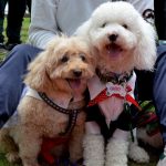 Navidad Perruna