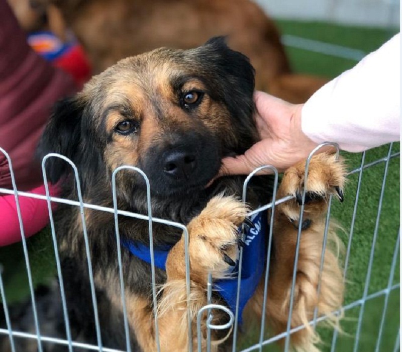 ADOPCIÓN