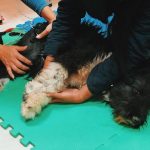 Acciones de Urbanimal