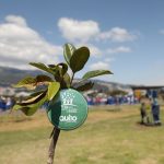 Un millón de árboles para Quito