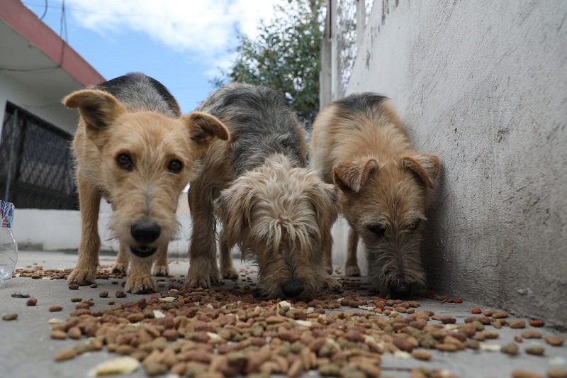 MASCOTAS ALIMENTACIÓN