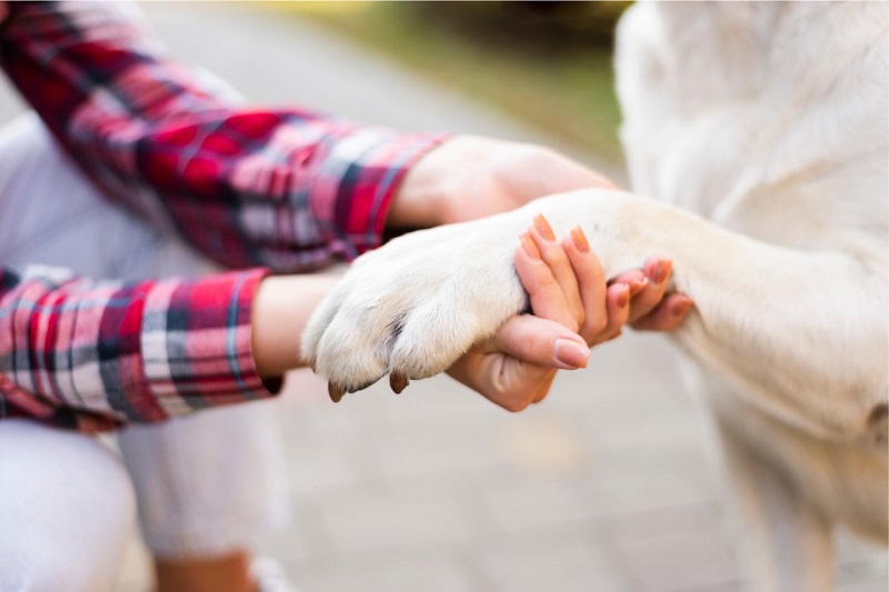 Recomendaciones para el cuidado de animales de compañía