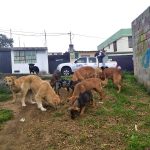 Urbanimal y comunidad entregan alimento