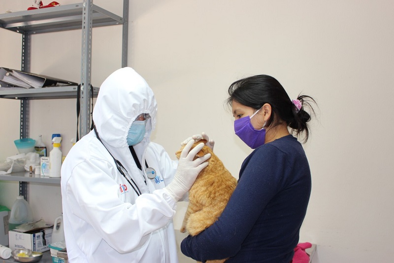 Reactivación de esterilizaciones para animales de calle