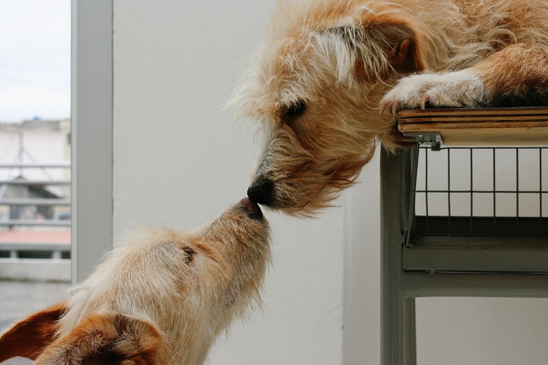 Recomendaciones para animales de compañía