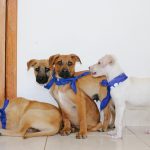 Urbanimal ejecuta campaña virtual de adopción