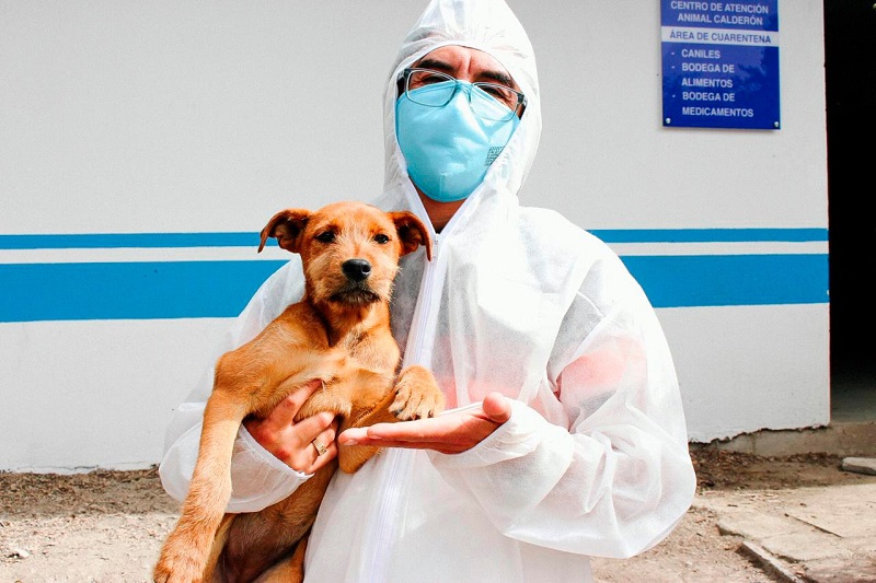 Cuidados para animales de compañía