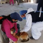 Esterilizaciones en el DMQ