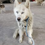 Esterilizaciones en el DMQ