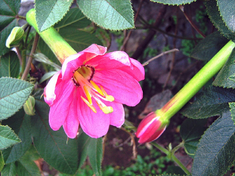 Flor De Taxo