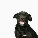 Adopción Negrita