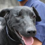 Adopción Negrita
