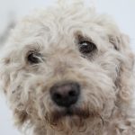 Adopción de animales de compañía