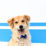 Campaña Adopción