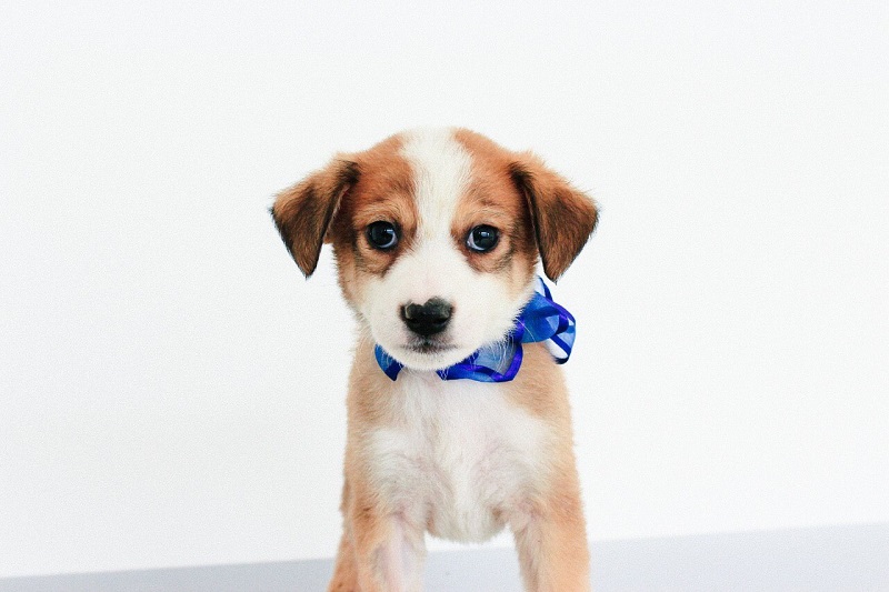 Campaña Adopción