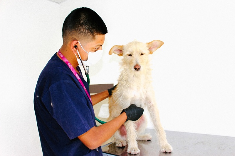 Carné de salud animales domésticos