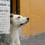 Día mundial del perro callejero