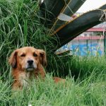Día mundial del perro callejero