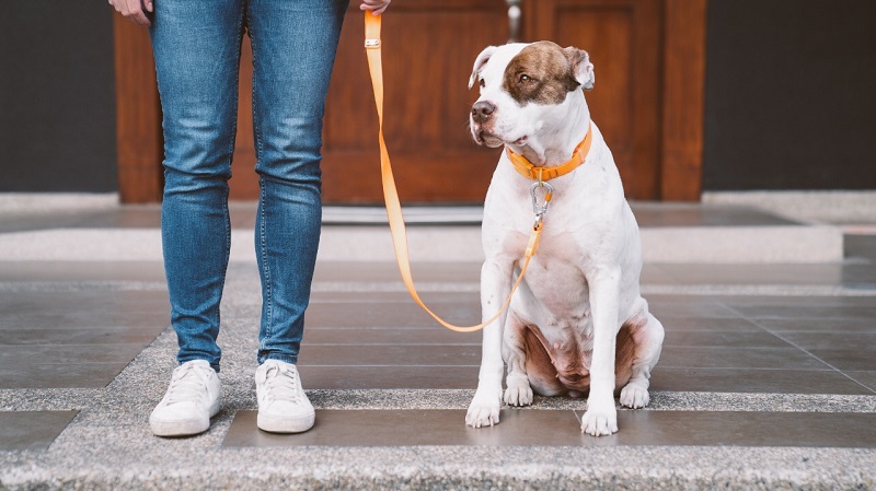 Paseos de calidad para tu perrito