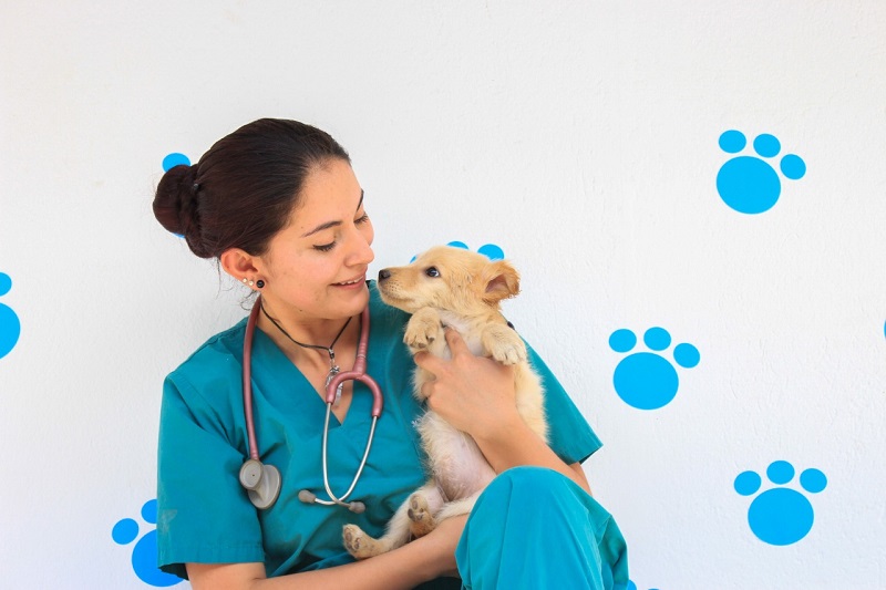 Recomendaciones en verano para cuidado de animales de compañía