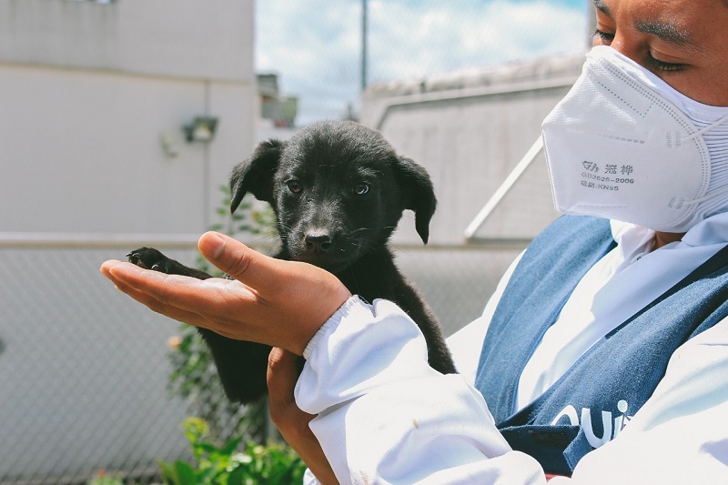 Recomendaciones para recibir animales de compañía