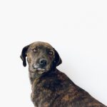 Séptimo folleto de adopciones