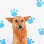 Séptimo folleto de adopciones