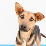 Adopciones responsables
