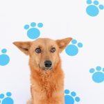 Adopciones responsables