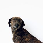 Adopciones responsables