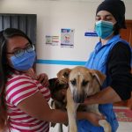 Esterilización de animales
