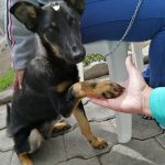 Esterilización de animales