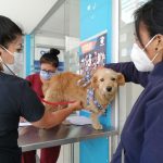 Esterilización de animales