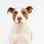 Noveno folleto de adopciones