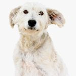 Noveno folleto de adopciones
