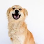 Noveno folleto de adopciones