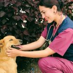 Noveno folleto de adopciones