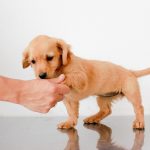 Recomendaciones para adopciones