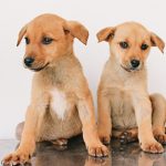 Recomendaciones para adopciones
