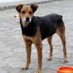 Ventajas animales de compañía
