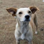 Ventajas animales de compañía