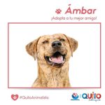 Adopción responsable