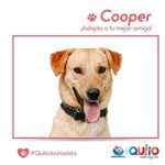 Adopción responsable