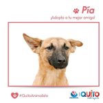 Adopción responsable