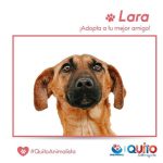 Adopción responsable