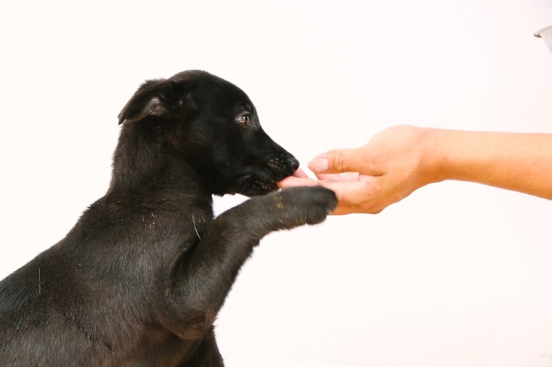 Obligaciones de tutores para bienestar animal