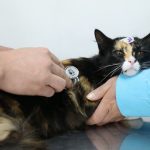 Esterilizaciones Calderón y El Calzado