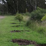 Arborización Parque Metropolitano del Sur